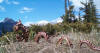 Another view of a large brown Rocky Mountain Garden Dragon
